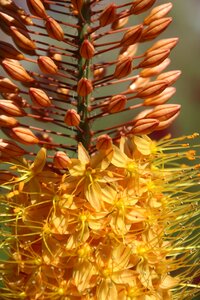Yellow orange yellow flower