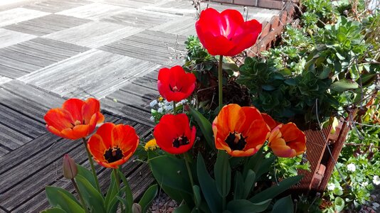 Tulips flowers Free photos