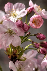 Nature flowers shrubs