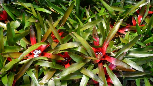 Plant environment