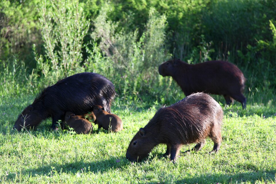 Nature wild animals wild