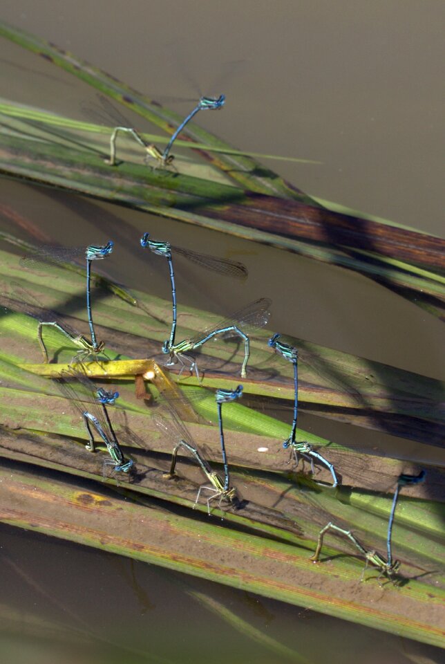 Dragonflies mating water