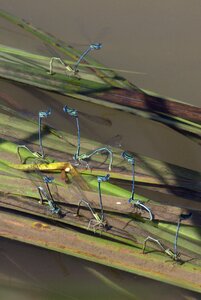 Dragonflies mating water