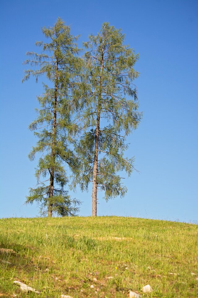 Blue sky nature meadow