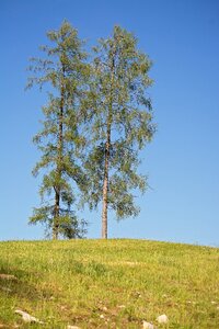 Blue sky nature meadow photo