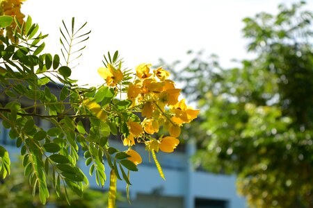 Fistula dok khoun yellow