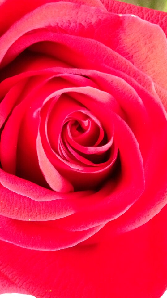 Roses pink flower red rose