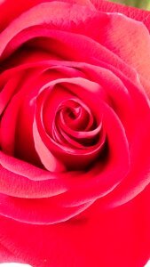 Roses pink flower red rose photo