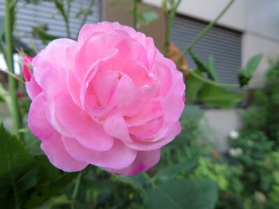 Pink flower garden spring
