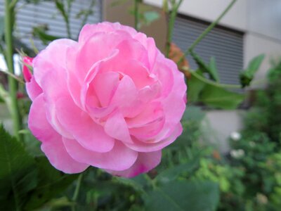 Pink flower garden spring photo