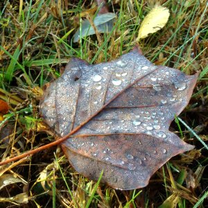 Fall dew raindrops photo