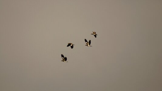 Birds guatica colombia photo
