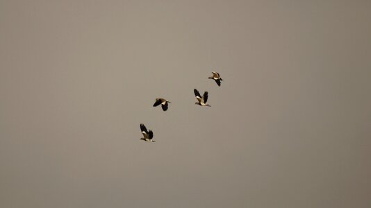 Birds guatica colombia