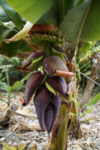 Banana banana plant fruits photo