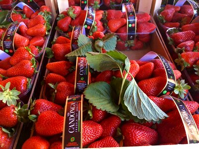 Sweet delicious vitamins