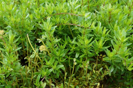 Plant spice herb photo