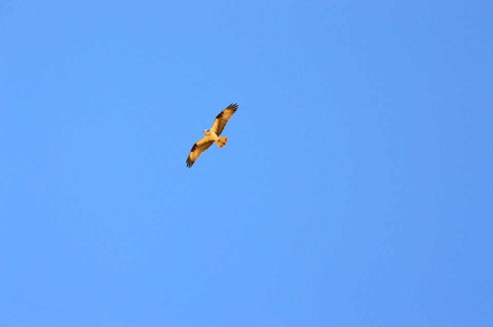 Animal flying freedom