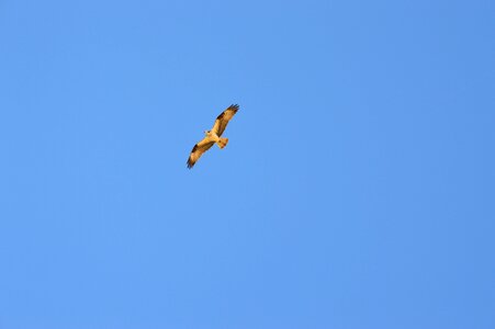 Animal flying freedom
