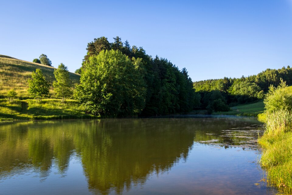 Forest nature landscape