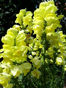 Summer flower yellow flower garden