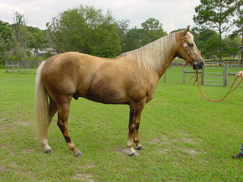 Stallion mane equestrian