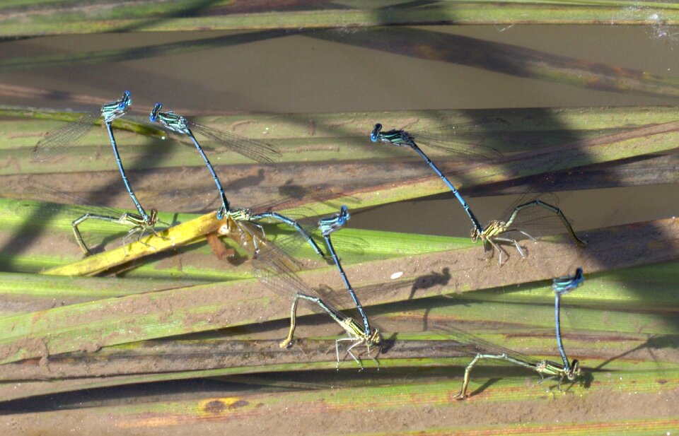 Dragonflies mating water