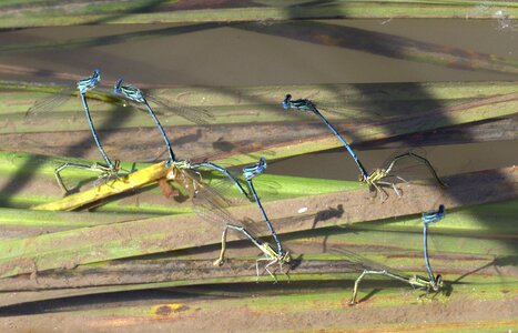 Dragonflies mating water