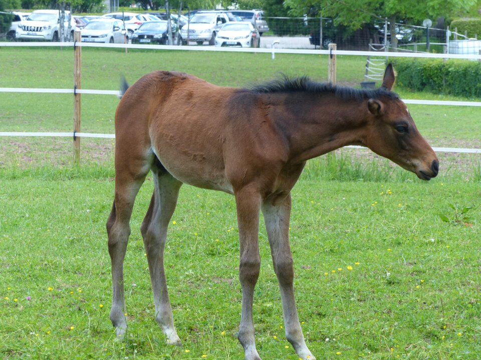 Paddock young animals grass