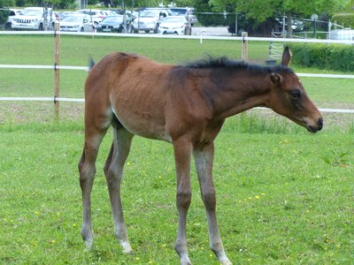 Paddock young animals grass