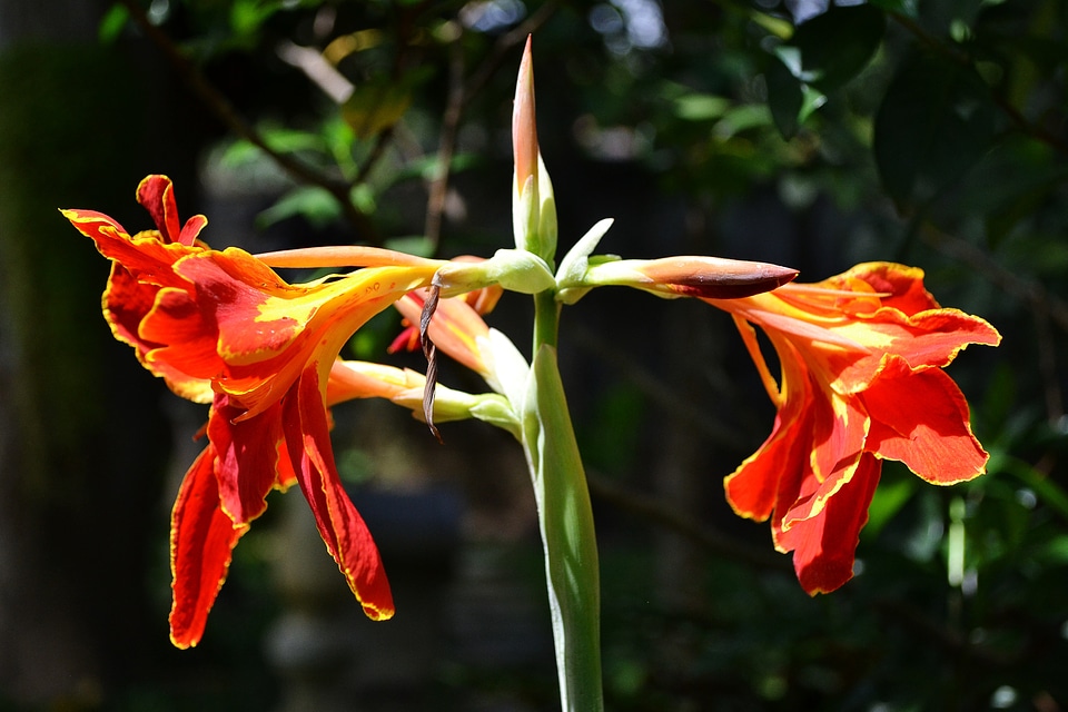 Garden pair romantic