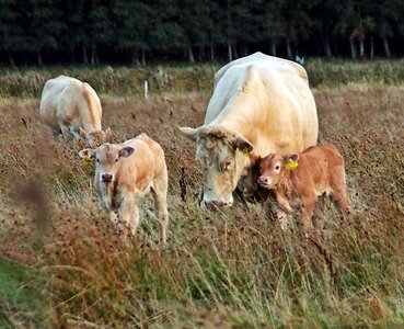 Summer meadow halland calves photo