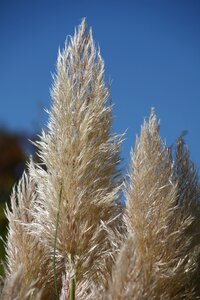 Grass reed nature photo