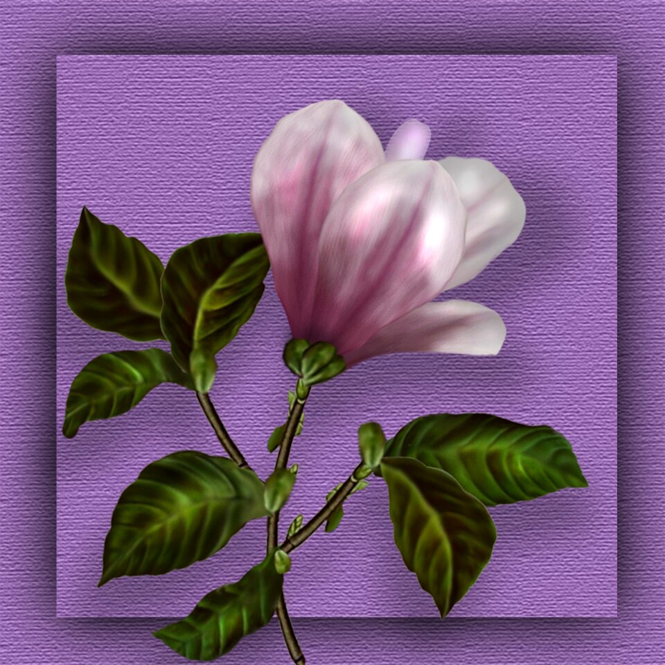 Blossom bloom white