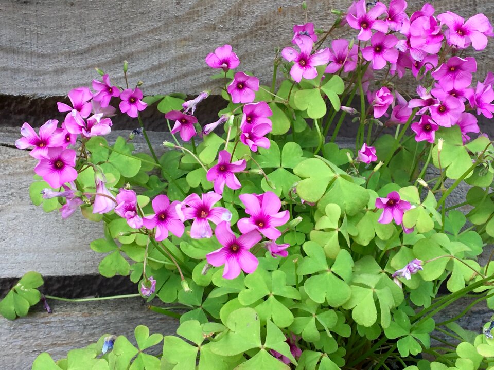 Plant common sorrel plant ornamental plant