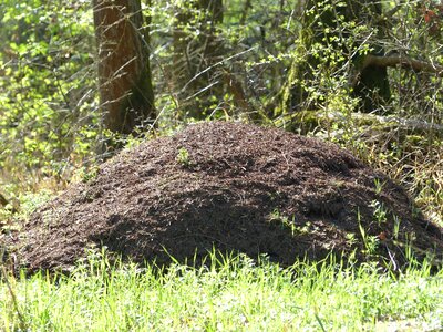 Red waldameisen ant population crawl photo