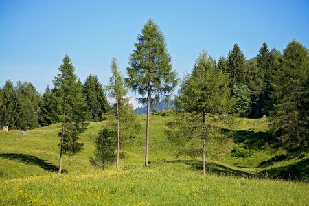 Natural meadows alpine meadows sky