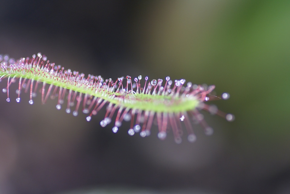 Sundew grow droseraceae nature