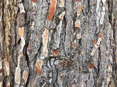 Tree bark flake dry