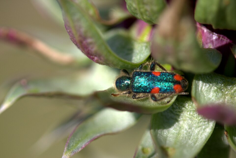 Green insecta plant