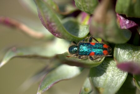 Green insecta plant