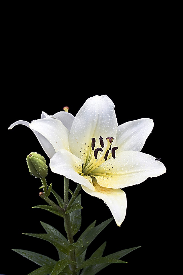 Flower hell white
