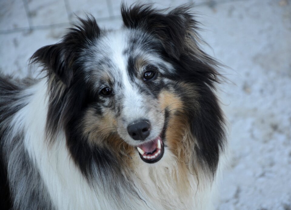 Head domestic animal portrait