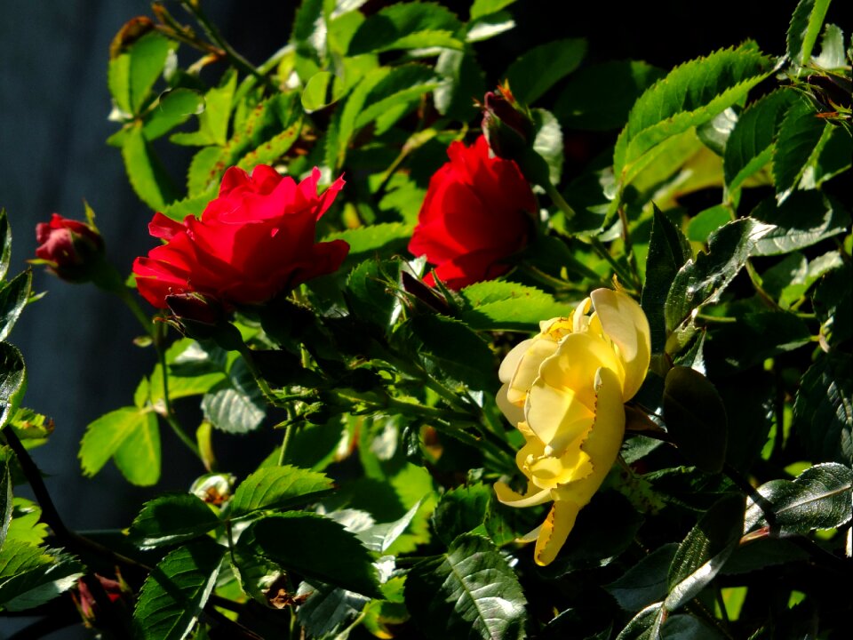 Flowers garden bloom