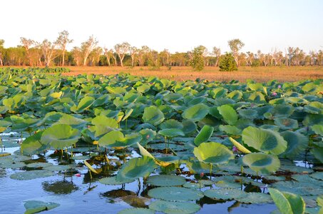 Plant nature waterlily