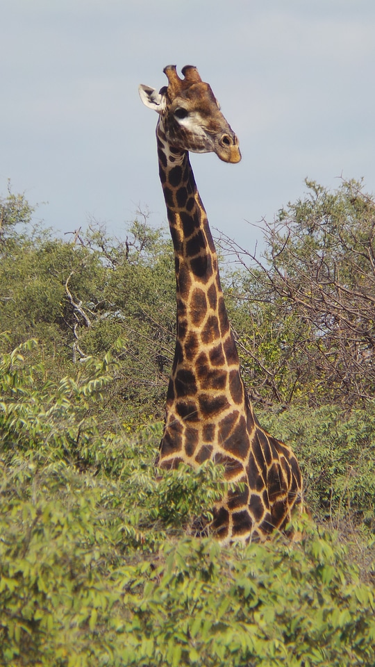 Safari africa limpopo