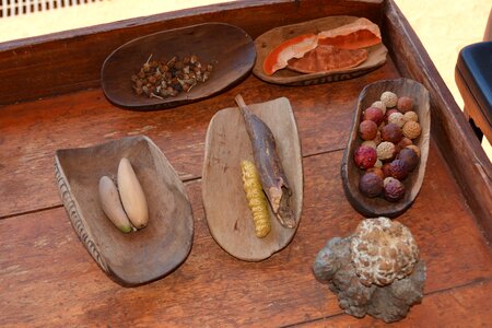 Witchetty grubs aboriginal australian