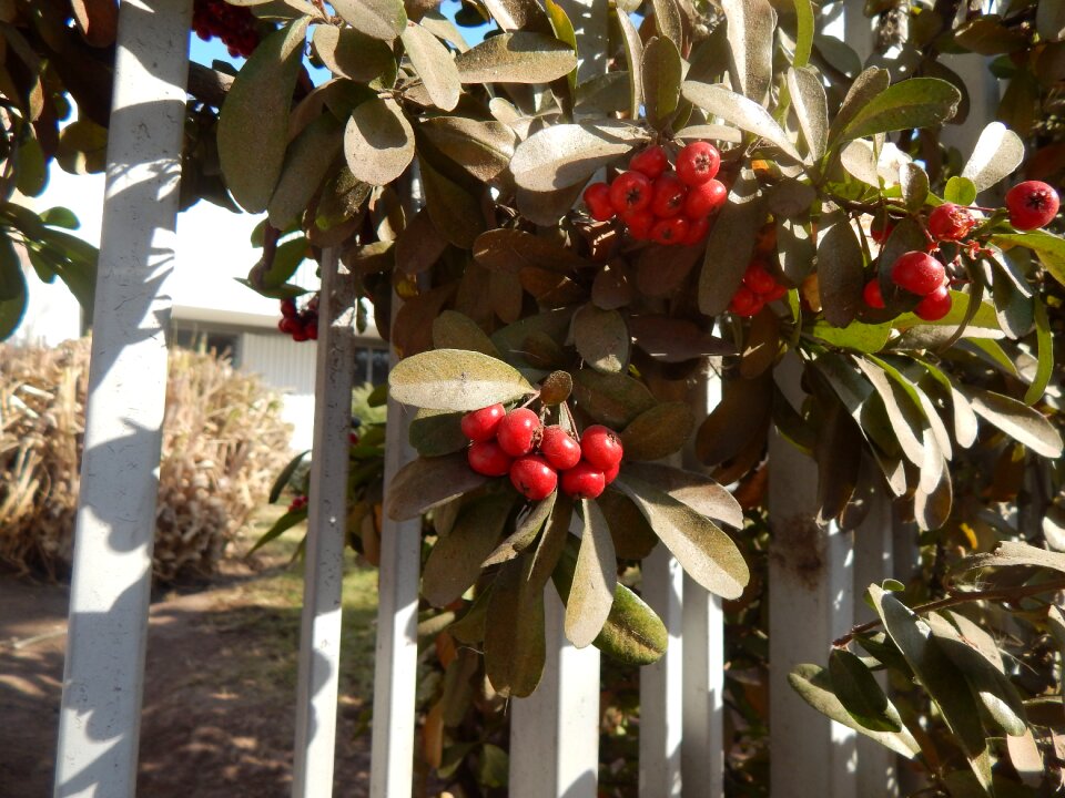 Berries red fruits plants