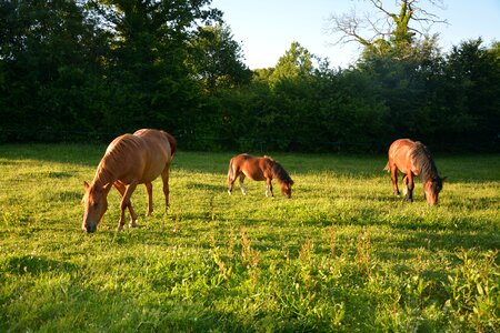 Marin horseback riding animals
