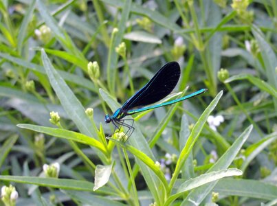 Wildlife fly leaf photo