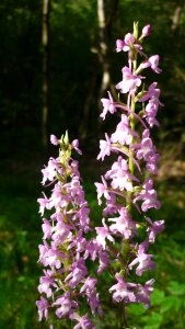 Flowers bright-pink tall plants mountain meadow photo